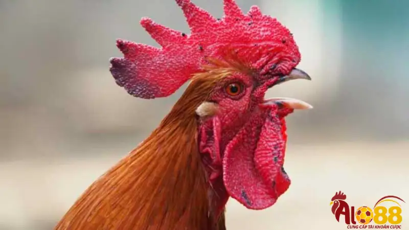 Cách phòng tránh và điều trị bệnh nấm họng ở gà chọi