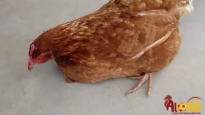 Nguyên nhân gà chọi bị yếu chân