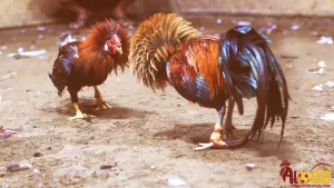 Có cần kinh nghiệm chọn gà để chọn được gà tre đá cựa đẹp?