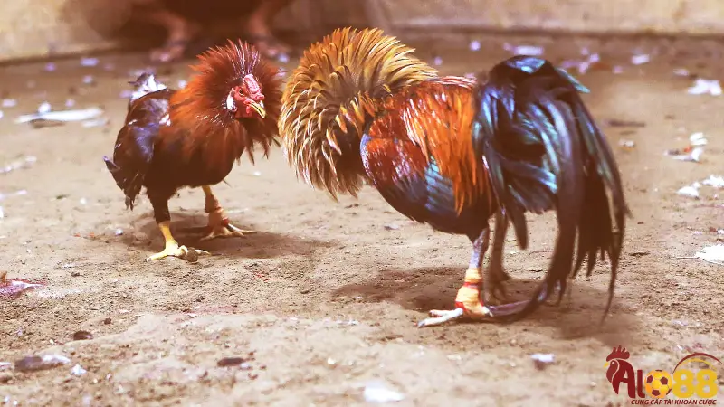 Có cần kinh nghiệm chọn gà để chọn được gà tre đá cựa đẹp?