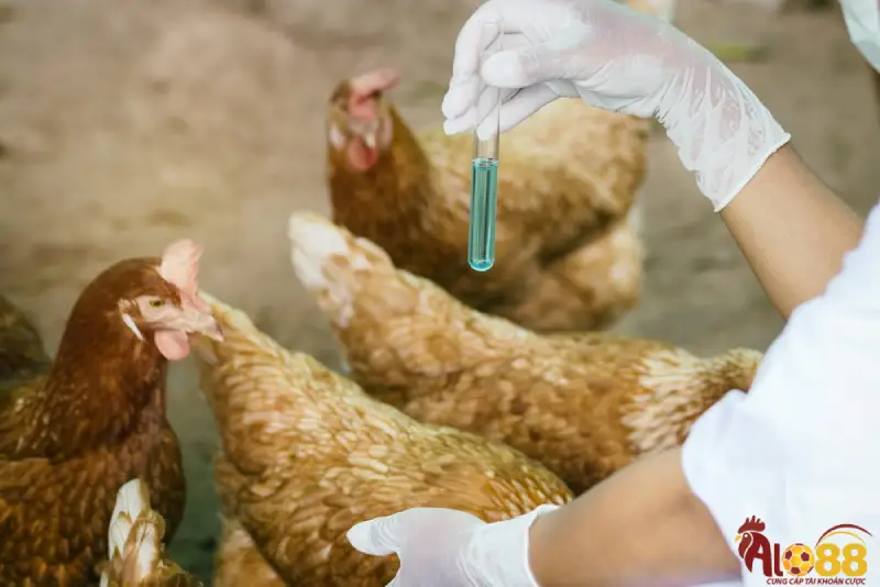 Tìm hiểu bí quyết nuôi gà con không bệnh tật từ các chuyên gia 2 Bí quyết nuôi gà con không bệnh tật từ các chuyên gia giàu kinh nghiệm