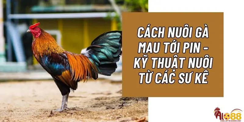 Nuôi gà mau tới Pin là gì?