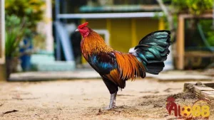 Các kỹ thuật để nuôi gà mau tới Pin hiệu quả nhất