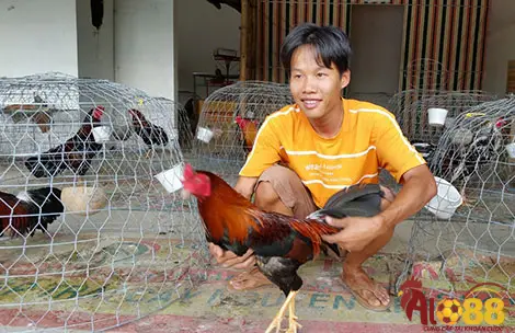 Tắm rửa và vệ sinh chuồng trại