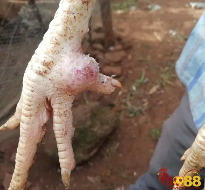 Những biện pháp phòng ngừa sưng cụm bàn chân gà chọi