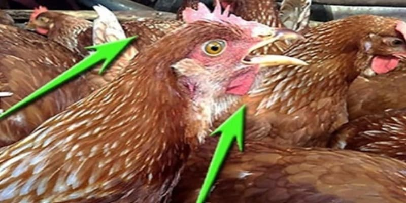 Nguyên nhân do bệnh lý khiến gà há miệng thở