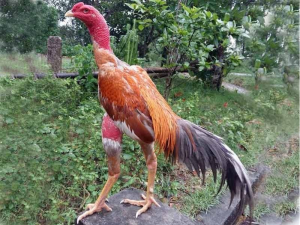 Việc bế gà đúng cách sẽ giúp gà mạnh dạn và quen với người hơn