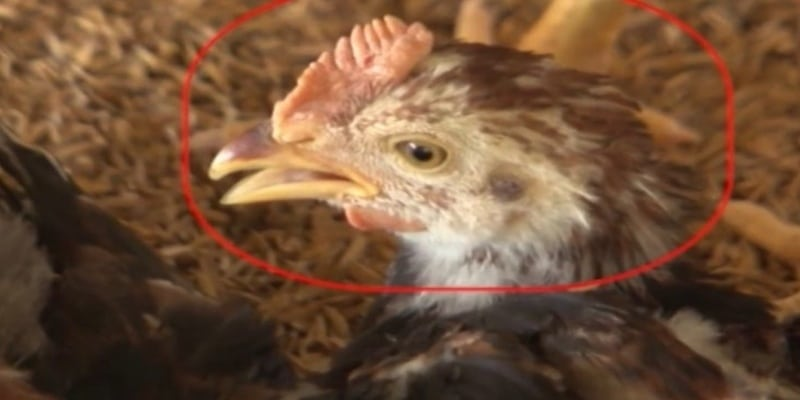 Bệnh gà há miệng thở do vi khuẩn Ornithobacterium rhinotracheale gây ra
