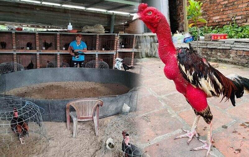 Bế gà đá đúng cách là không được nắm phần đuôi