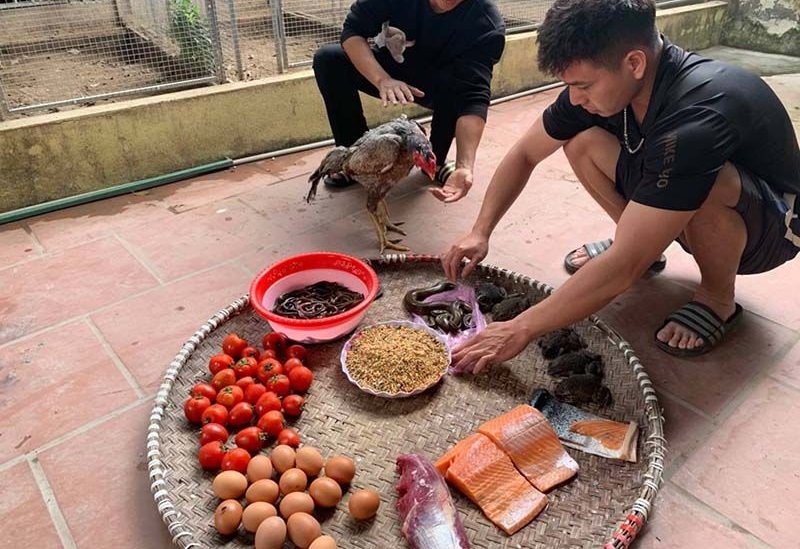 Khẩu phần ăn cho gà nên bổ sung các loại mồi, chất tanh