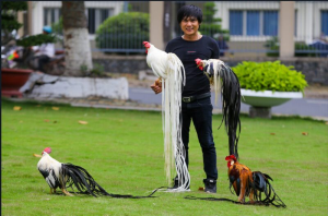 Các dòng gà đá đuôi dài là con giống gà được nhiều người lựa chọn