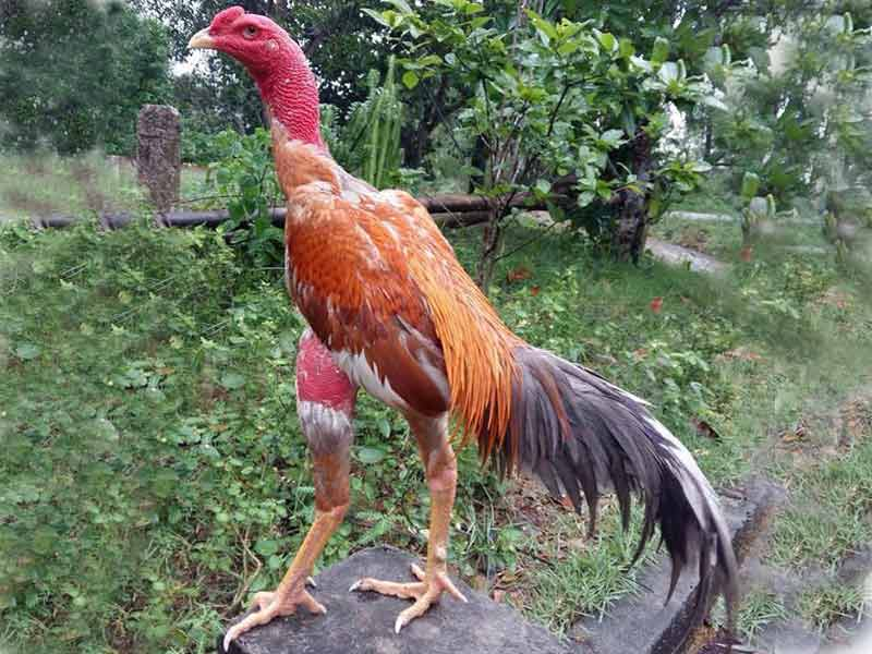 Tăng tính thẩm mỹ khi gà có phần da dày và đỏ