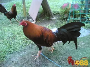 Cách nạp Carbo chuẩn nhất cho gà đá
