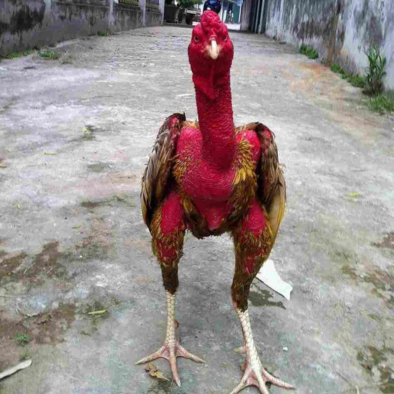 Nghệ là lựa chọn hàng đầu để om gà đá