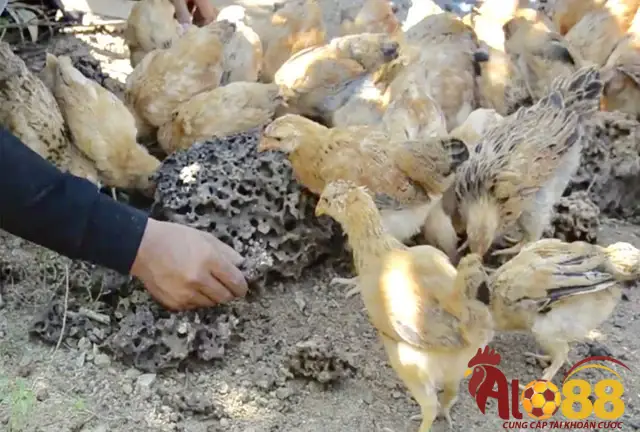 Lưu ý khi cho gà chọi ăn mối đất