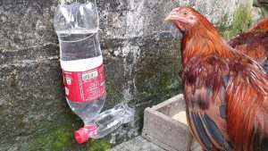 Cho gà chọi uống nước đường mang đến nhiều lợi ích