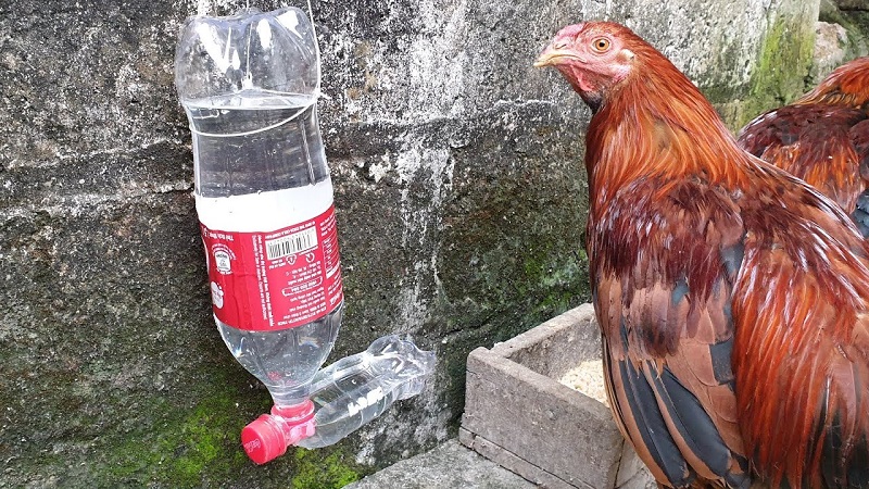 Cho gà chọi uống nước đường mang đến nhiều lợi ích