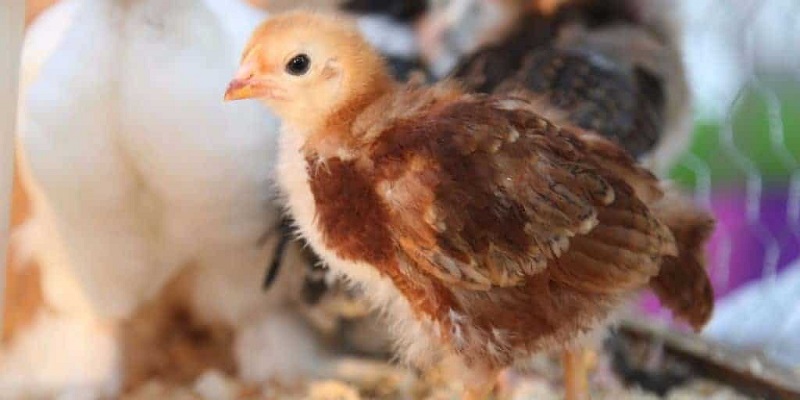 Chú ý về liều lượng nước đường đối với gà chọi con