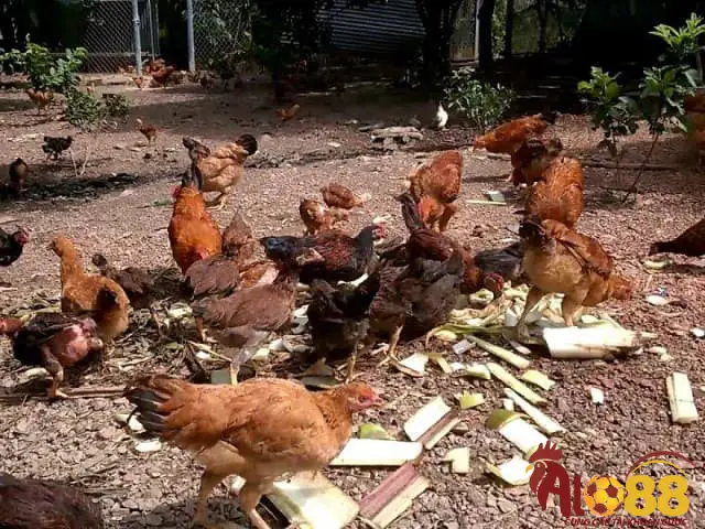 Cách làm thức ăn cho gà từ thân cây chuối đúng cách