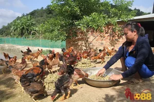 Gà 2 – 6 tháng tuổi là thời điểm xương và lông phát triển