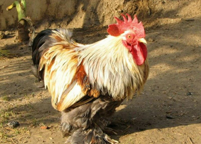 Gà mẹ giỏi ấp ủ và chăm sóc nuôi dưỡng gà con giống