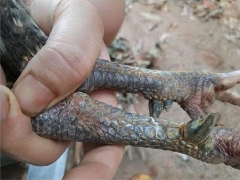 TOP các giống gà chân chì nổi bật