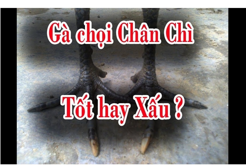 Gà đá chân chì có được lựa chọn phổ biến?