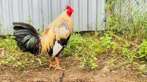 Gà chuối ngũ sắc sở hữu 5 màu lông trên cùng cơ thể của húng