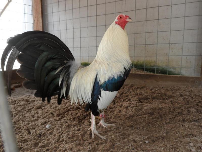 Sư kê nên có kế hoạch chăm sóc và huấn luyện gà chuối ngũ sắc một cách khoa học