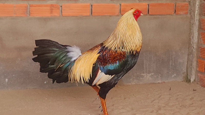Gà ngũ sắc trong giới gà chọi được xem là linh kê