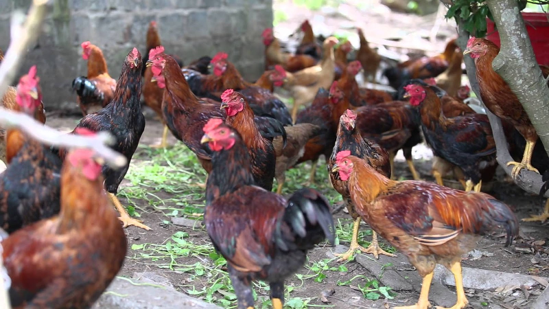 Tập tính tự nhiên của gà gây ra bệnh gà đá ăn lông nhau