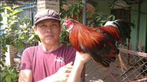 Gà đá bị kén mép là sao?