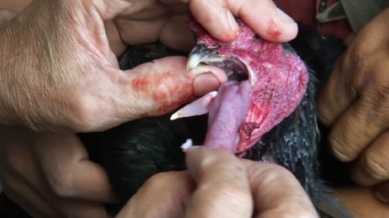 Gà đá bị kén mép do đâu?
