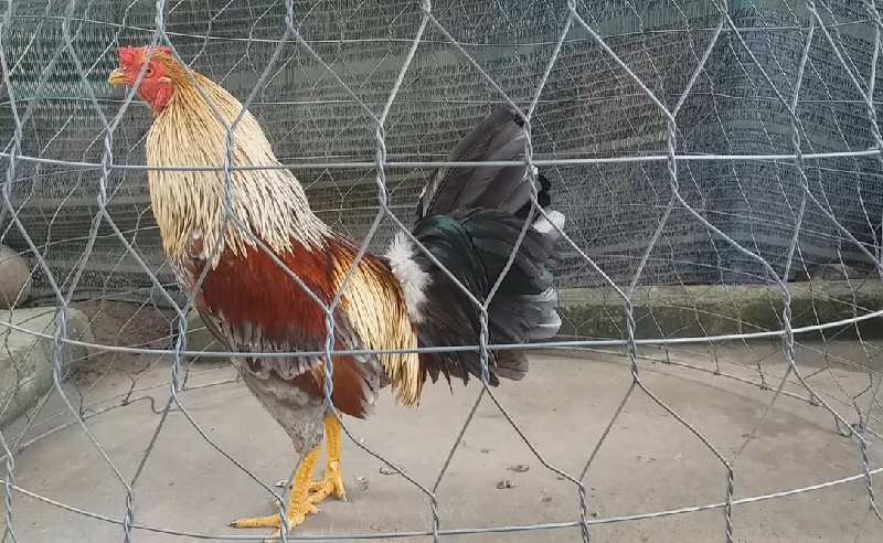 Lưu ý khi chữa trị cho gà bị lệch đuôi