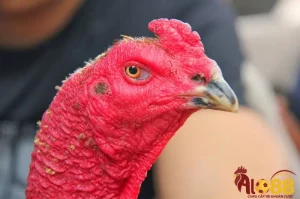 Gà đá mắt đỏ là bệnh gì? Do đâu?