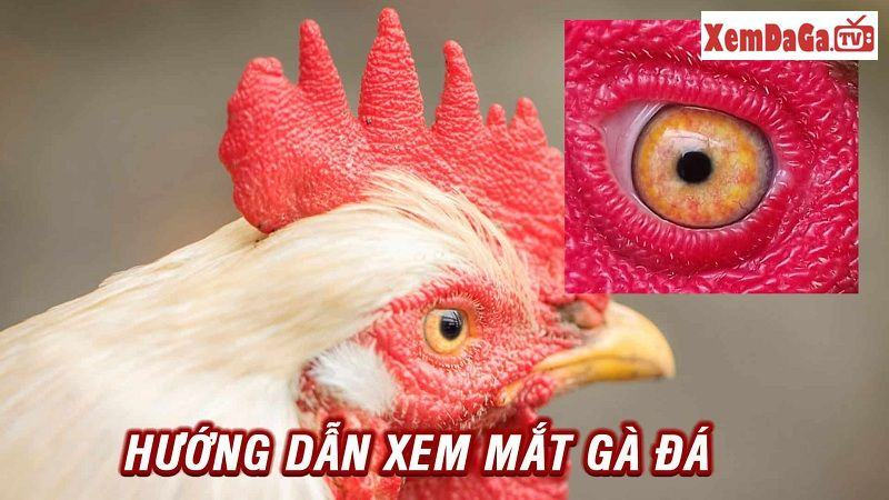 Đặc điểm của gà đá mắt trắng