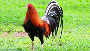 Gà Mỹ dòng Kelso là giống gà huyền thoại được các tay chơi săn đón