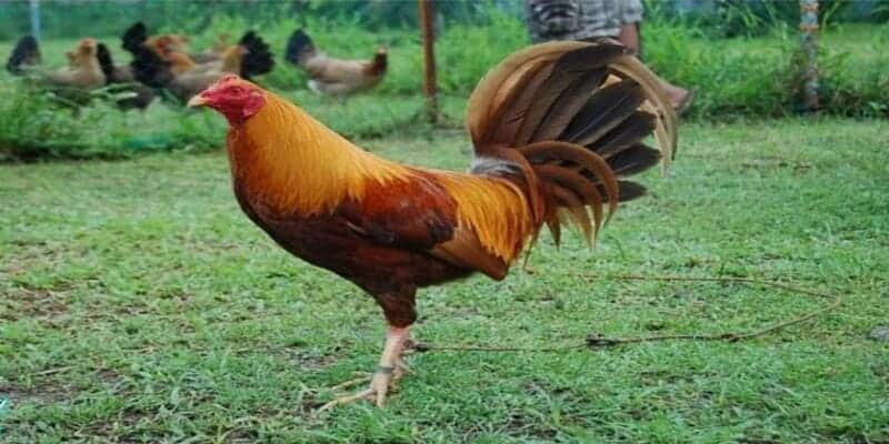 Gà đá Mỹ là giống gà bắt nguồn từ nước Mỹ và được lai tạo kỹ càng