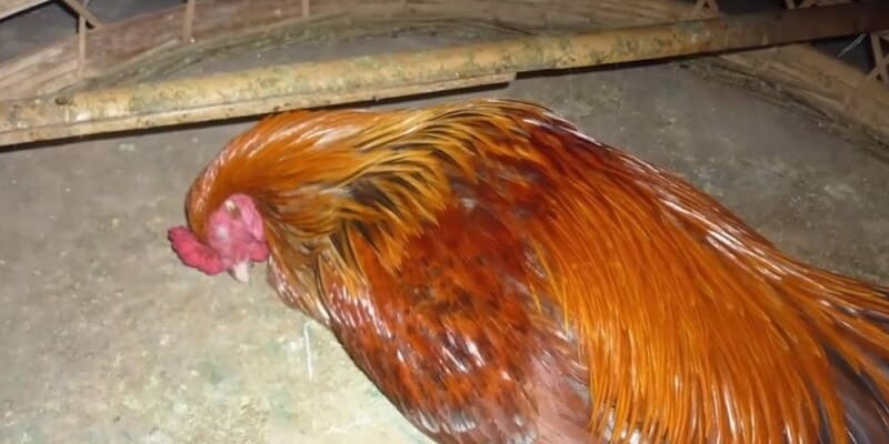 Gà đá ngủ ngày có thể do nhiễm bệnh dịch