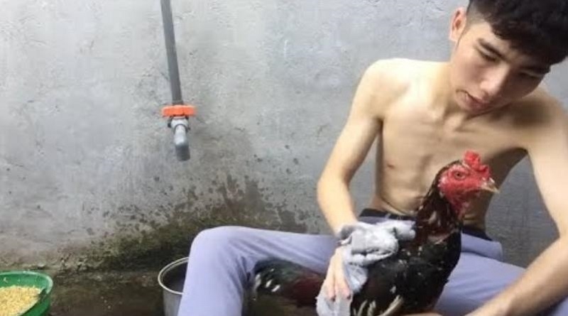 Áp dụng những cách thông dụng nhằm tránh hiện tượng gà sốc nhiệt
