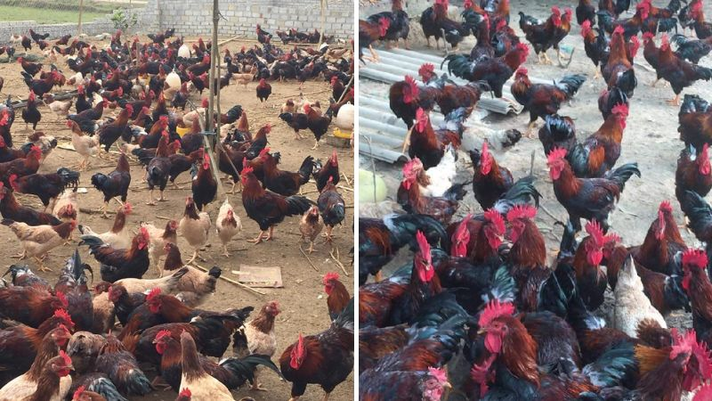 Gà Mía là con giống được nghiên cứu trong nước, đề kháng cao