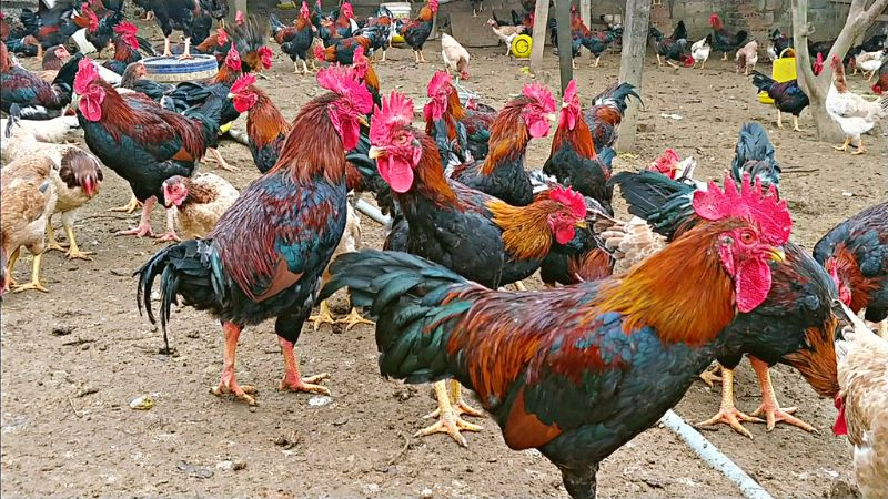 Khi nuôi gà bạn nên vệ sinh chuồng thường xuyên, ngăn bệnh dịch