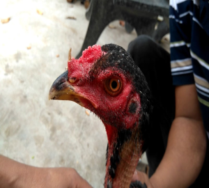 ga mong co 1 1