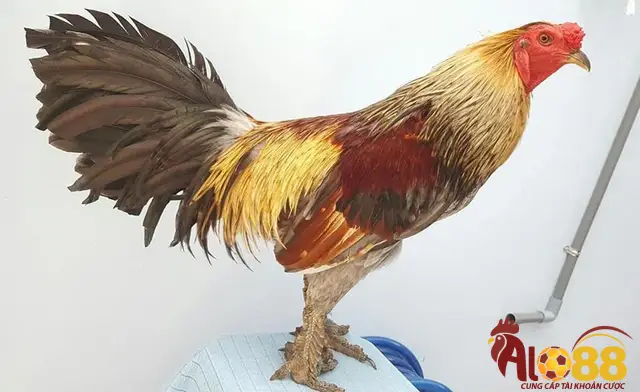 Chiến binh gà tre vảy rồng có mức giá khủng trên thị trường