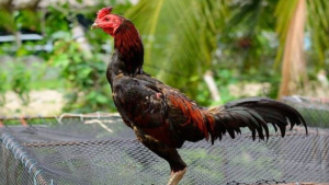 Chia sẻ kinh nghiệm chọn gà đá thả vườn