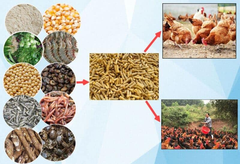 Những đặc điểm nhận dạng của giống gà rừng đá