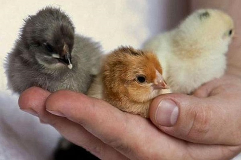 Bạn nên nắm các lưu ý khi phân biệt giới tính gà đá con