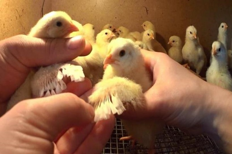 Xem huyệt gà con là cách phân biệt giới tính gà đá con chuẩn