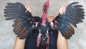 Kỹ thuật tết lông gà đá chắc chắn anh em không nên bỏ lỡ