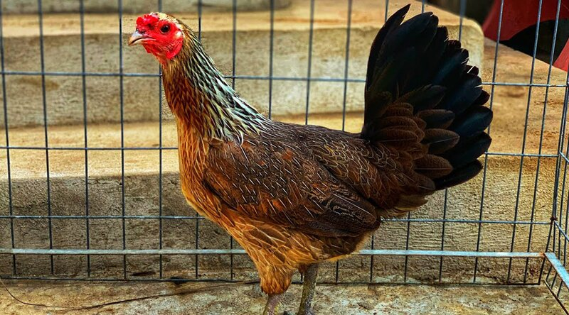 Xác định chạng gà dựa theo dòng giống rất hiệu quả